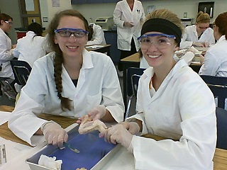 chicken wing dissection - musculoskeletal system