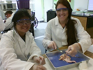 chicken wing dissection - musculoskeletal system